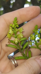 Polystachya concreta