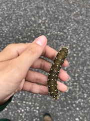 Eacles imperialis pini