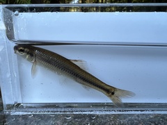 Pimephales notatus