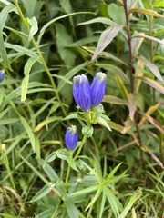 Gentiana andrewsii