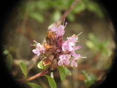 Thymus praecox polytrichus