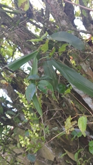 Polystachya concreta