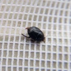 Pangaeus bilineatus