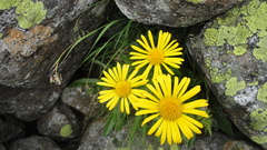 Doronicum