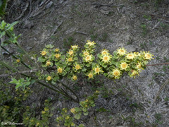 Baccharis vernalis
