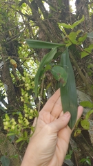 Polystachya concreta