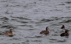 Somateria mollissima