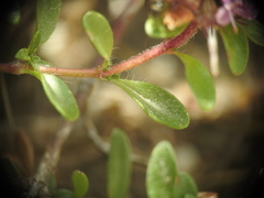 Thymus praecox polytrichus