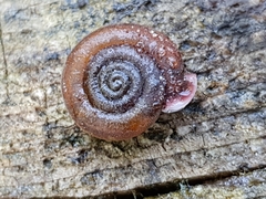 Causa holosericea