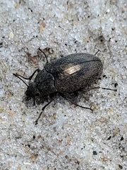 Bothrotes canaliculatus
