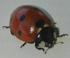 Coccinella septempunctata