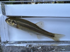 Chrosomus neogaeus