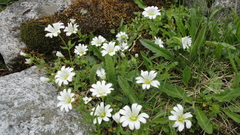 Cerastium alpinum