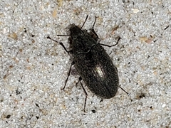 Bothrotes canaliculatus