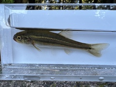 Chrosomus neogaeus