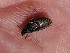 Bothrotes canaliculatus