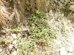 Thymus praecox polytrichus