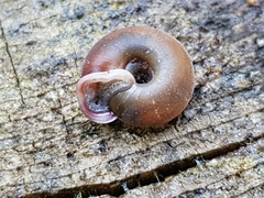 Causa holosericea