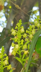 Polystachya concreta