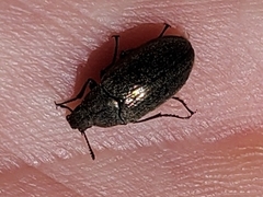 Bothrotes canaliculatus