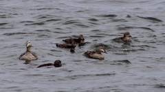 Somateria mollissima