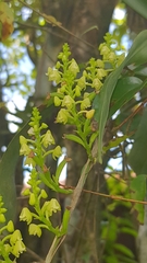 Polystachya concreta