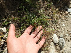 Thymus praecox polytrichus