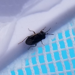 Lygaeoidea