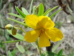 Senna roemeriana