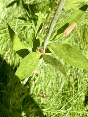 Lilium parvum