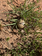 Calvatia craniiformis