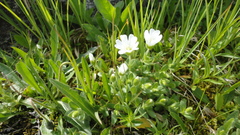 Cerastium alpinum