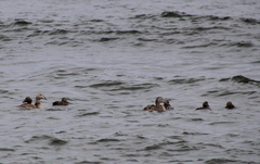 Somateria mollissima