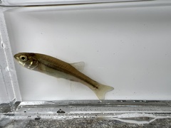 Chrosomus neogaeus