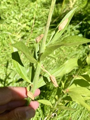 Lilium parvum