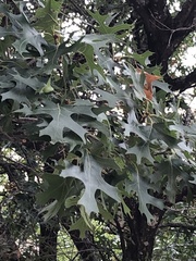 Quercus stellata
