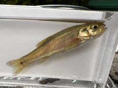 Chrosomus neogaeus