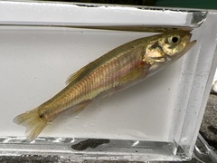 Chrosomus neogaeus