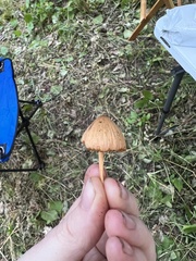 Entoloma quadratum