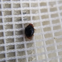 Cryptolaemus montrouzieri