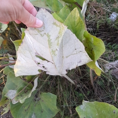 Petasites spurius