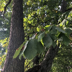 Aesculus hippocastanum