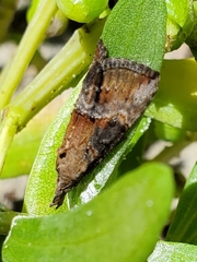 Hypena