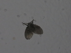 Clogmia