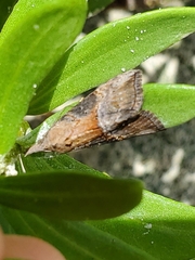 Hypena