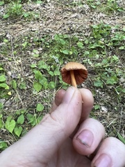 Entoloma quadratum