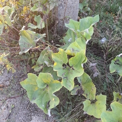 Petasites spurius