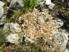 Peucedanum ostruthium