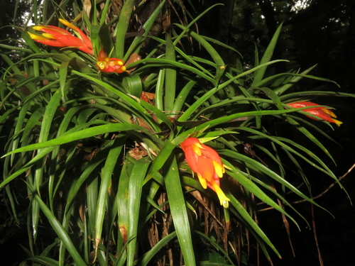 Guzmania nicaraguensis (Guzmania nicaraguensis)