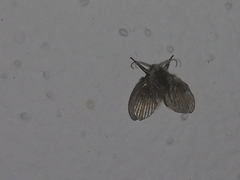 Clogmia